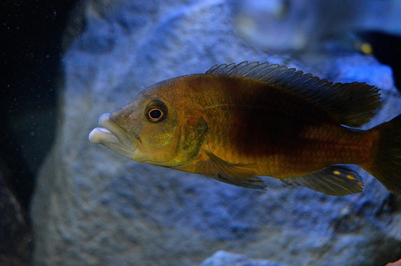 Abactochromis labrosus